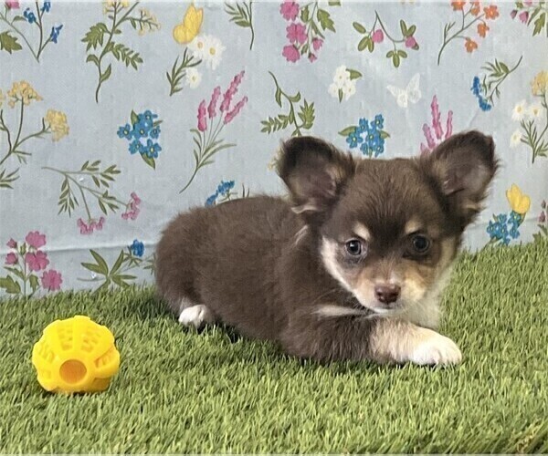 Medium Photo #23 Chihuahua Puppy For Sale in NEW YORK, NY, USA