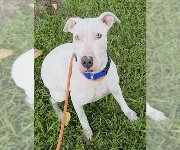 Medium Photo #1 American Staffordshire Terrier Puppy For Sale in Fort Lauderdale, FL, USA