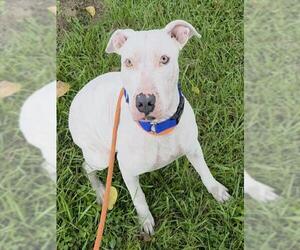American Staffordshire Terrier Dogs for adoption in Fort Lauderdale, FL, USA