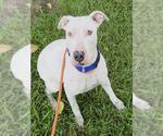 Small American Staffordshire Terrier