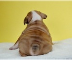 Small Photo #4 Bulldog Puppy For Sale in NAPPANEE, IN, USA