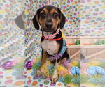 Small #1 Beagle-Black and Tan Coonhound Mix