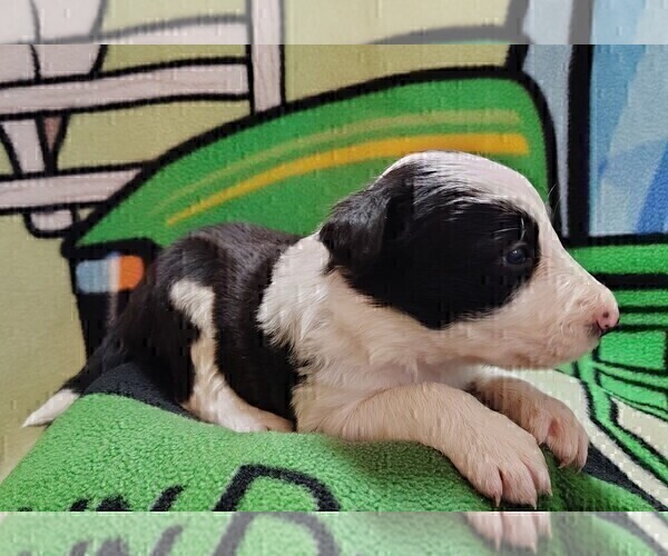 Medium Photo #32 Border Collie Puppy For Sale in NORBORNE, MO, USA