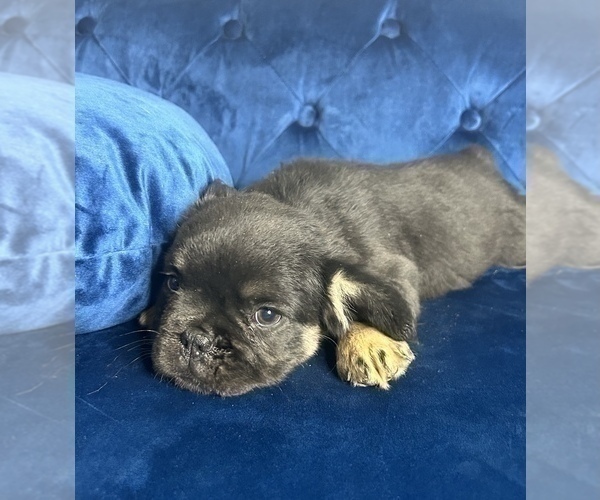 Medium Photo #16 French Bulldog Puppy For Sale in TAMPA, FL, USA