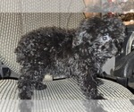 Small #50 Poodle (Toy)