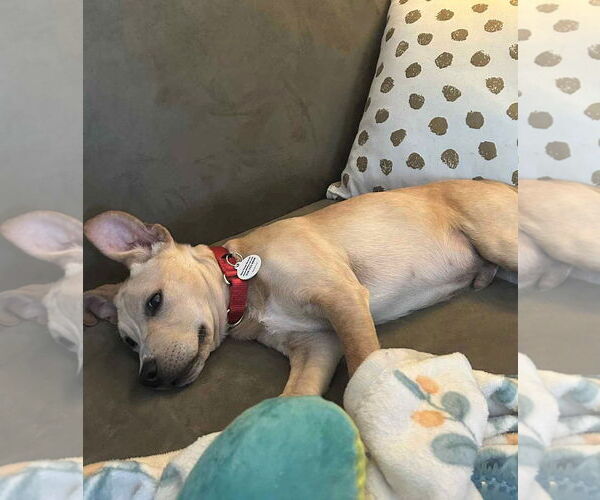 Medium Photo #4 American Pit Bull Terrier-Unknown Mix Puppy For Sale in MECHANICSBURG, PA, USA