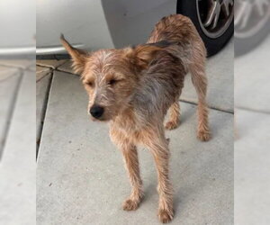 Cairn Terrier-Texas Heeler Mix Dogs for adoption in Tracy, CA, USA