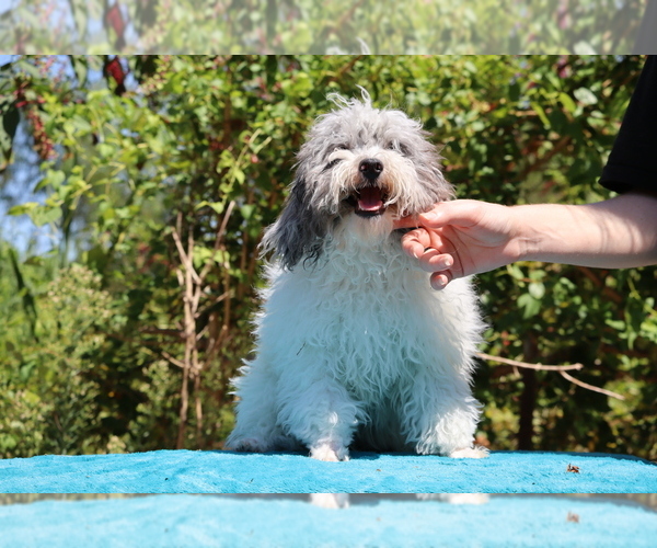 Medium Photo #6 Poodle (Toy) Puppy For Sale in DYERSBURG, TN, USA