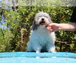 Small #5 Poodle (Toy)