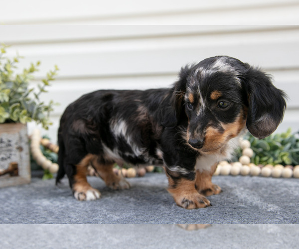 Medium Photo #1 Dachshund Puppy For Sale in ELIZABETHTOWN, PA, USA