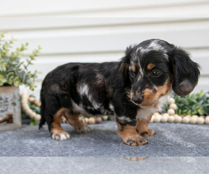 Dachshund Litter for sale in ELIZABETHTOWN, PA, USA