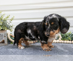 Image preview for Ad Listing. Nickname: Litter of 4
