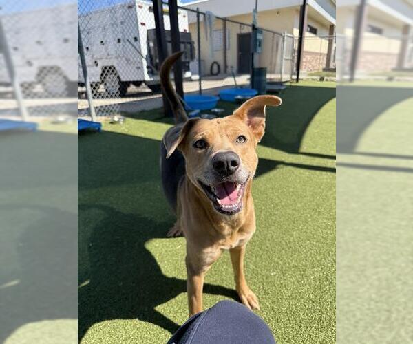 Medium Photo #2 American Pit Bull Terrier-Unknown Mix Puppy For Sale in Pasadena, TX, USA