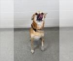 Small Labrador Retriever Mix