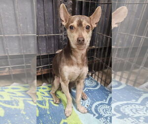 Chihuahua-Unknown Mix Dogs for adoption in El Centro, CA, USA