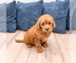 Image preview for Ad Listing. Nickname: Goldie