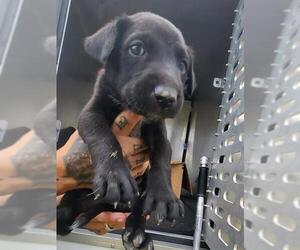 Labrador Retriever-Unknown Mix Dogs for adoption in San Antonio, TX, USA