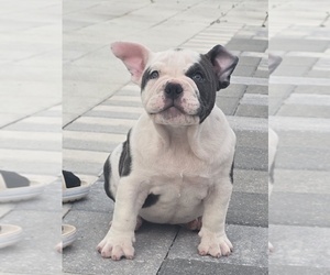 American Bully Puppy for sale in NORTH PORT, FL, USA
