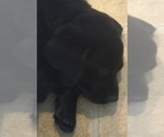 Small Photo #9 Labrador Retriever Puppy For Sale in JEFFERSONTOWN, KY, USA