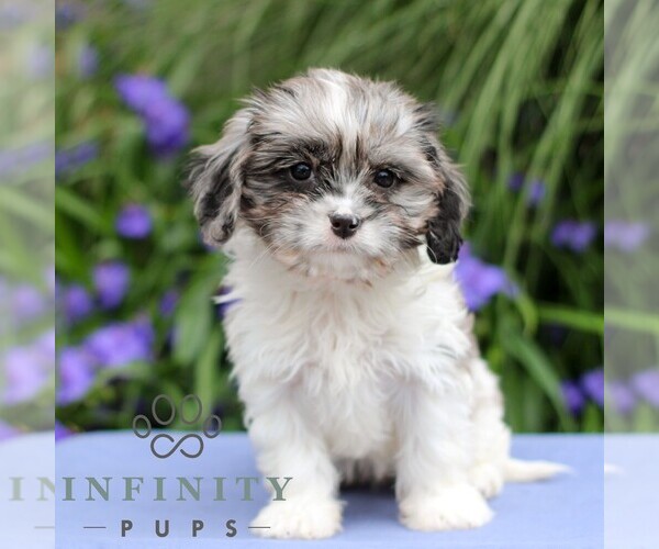 Medium Photo #1 Cavapoo Puppy For Sale in EAST EARL, PA, USA