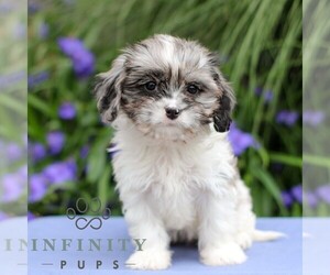 Cavapoo Puppy for sale in EAST EARL, PA, USA