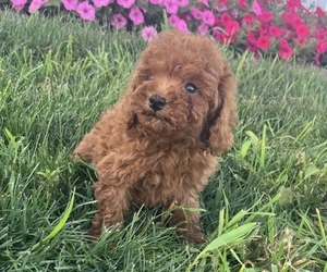 Medium Poodle (Toy)