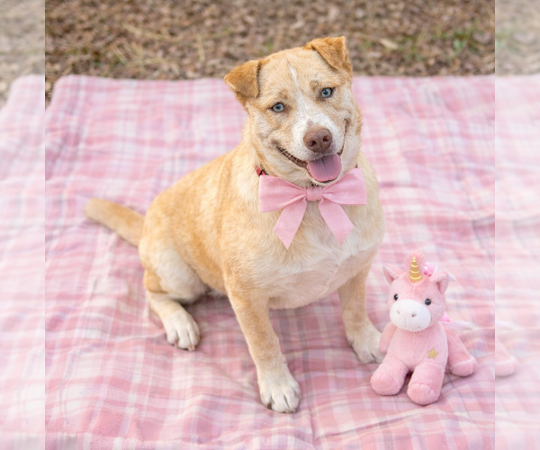 Medium Photo #1 Labrador Retriever-Unknown Mix Puppy For Sale in Mt. Laurel, NJ, USA