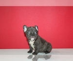 Small Photo #5 French Bulldog Puppy For Sale in BAYVILLE, NJ, USA