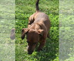 Small #8 Dachshund