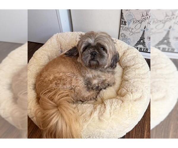 Medium Photo #2 Shih Tzu Puppy For Sale in Santa Maria, CA, USA