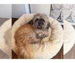 Small Photo #2 Shih Tzu Puppy For Sale in Santa Maria, CA, USA