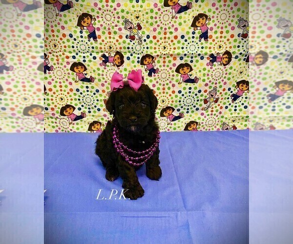 Medium Photo #2 Schnoodle (Miniature) Puppy For Sale in WINNSBORO, LA, USA