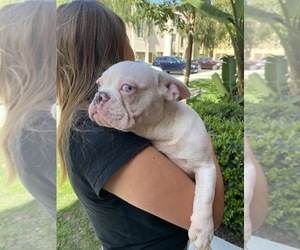 French Bulldog Puppy for sale in BALDWIN HILLS, CA, USA
