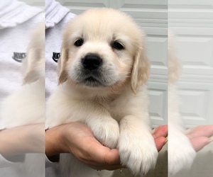 Golden Retriever Puppy for sale in COLLEGE DALE, TN, USA