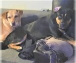 Small Photo #3 Huskies -Labrador Retriever Mix Puppy For Sale in Denton, TX, USA
