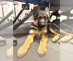 Small #2 German Shepherd Dog