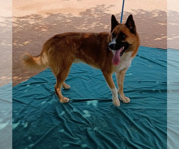 Medium Photo #4 Siberian Husky Puppy For Sale in Apple Valley, CA, USA