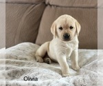 Image preview for Ad Listing. Nickname: Olivia