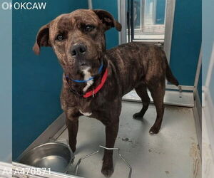 Chow Chow-Unknown Mix Dogs for adoption in Oklahoma City, OK, USA