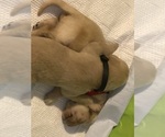 Puppy 10 Goldendoodle-Labrador Retriever Mix