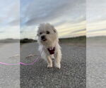 Small Maltese Mix