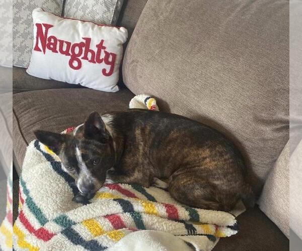 Medium Photo #1 Boston Terrier-Unknown Mix Puppy For Sale in Incline Village, NV, USA