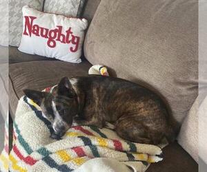 Boston Terrier-Unknown Mix Dogs for adoption in Incline Village, NV, USA