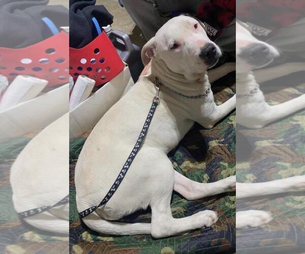 Medium Photo #3 American Pit Bull Terrier Puppy For Sale in Berkeley, CA, USA