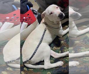 Angel - Female American Pit Bull Terrier Dog for Adoption - Photo #3