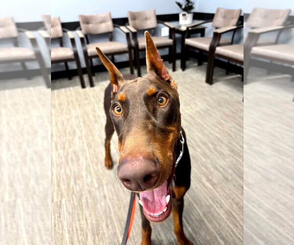 Medium Photo #2 Doberman Pinscher Puppy For Sale in Buffalo, MN, USA