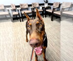 Small #1 Doberman Pinscher