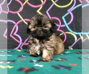 Shih Tzu Puppy for sale in WINSTON SALEM, NC, USA