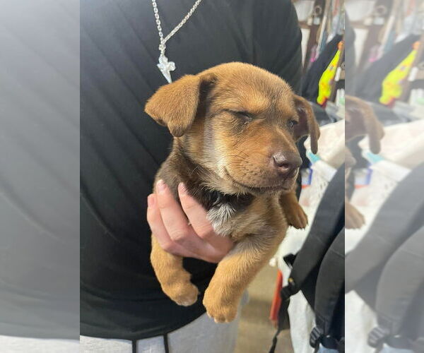 Medium Photo #2 Chipin Puppy For Sale in Foristell, MO, USA