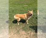 Small #6 Chow Chow-Siberian Husky Mix